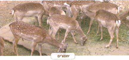 (בספר שלוש תמונות, היעזר במנחה)
